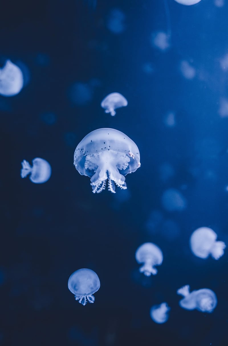 Ocean